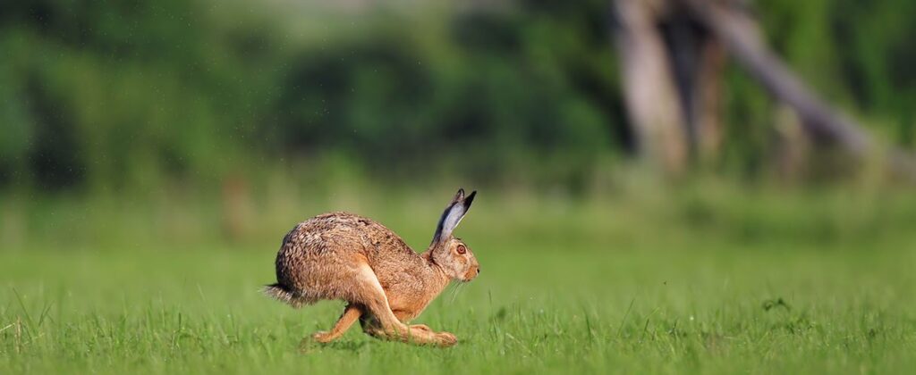 Hare running in a ground